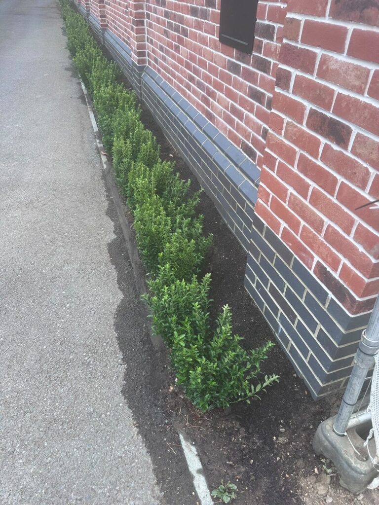 A newly planted evergreen hedge in a narrow bed beside a brick wall and path.