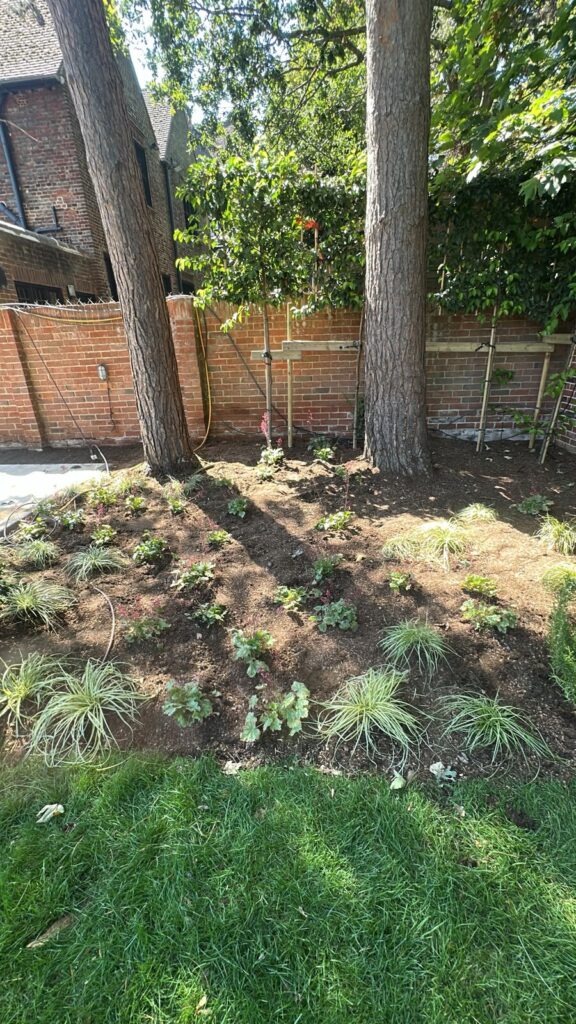 Fresh underplanting beneath mature trees at the edge of a lawn.