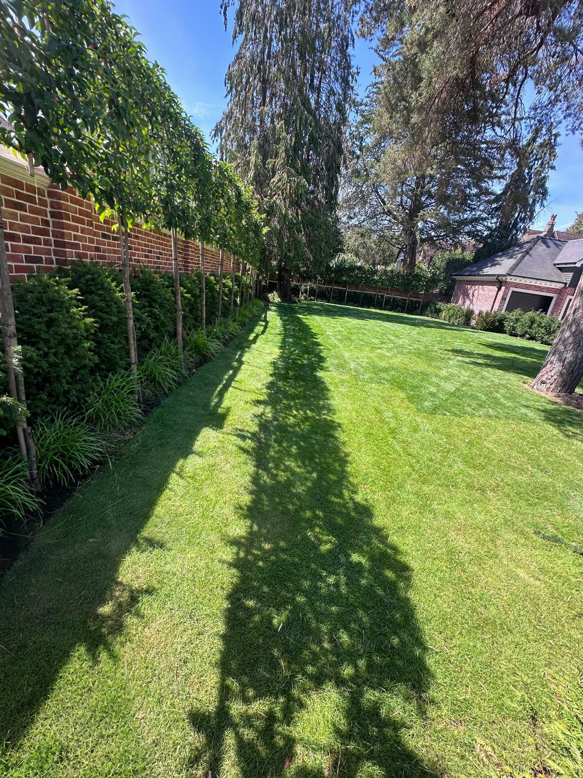 Pleached screening trees, evergreen planting and lawn in a private garden.